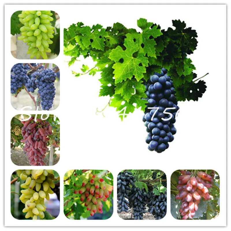 20 Pcs Gold Finger Grape Bonsai Perennial Vine Herb Succulent Plants Juicy Non-Gmo Delicious Fruit Bonsai Garden Supplies
20 Pcs Gold Finger Grape Bonsai Perennial Vine Herb Succulent Plants Juicy Non-Gmo Delicious Fruit Bonsai Garden Supplies