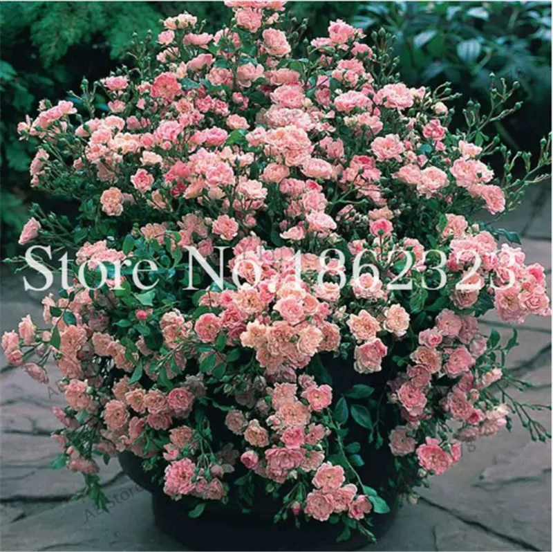 100 Pcs Rose Gardening multi-color Bonsai Rosas Living Room Ornamental Plants DIY Home Garden Household Flower Plant For Sale
100 Pcs Rose Gardening multi-color Bonsai Rosas Living Room Ornamental Plants DIY Home Garden Household Flower Plant For Sale