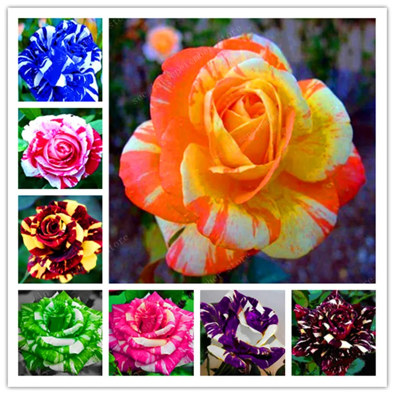 100pcs Rare Candy Stripe Rose Bonsai, Perennial Indoor bonsai plant flower Plant,for home and garden, multiple color rose flower
100pcs Rare Candy Stripe Rose Bonsai, Perennial Indoor bonsai plant flower Plant,for home and garden, multiple color rose flower
