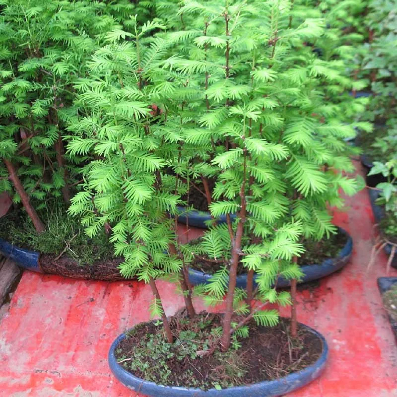 Hot Sale! Emerald Pine Bonsai Tree Bonsai Plant Japanese Pine Tree Potted Bonsai Woody Plant High Germination Rate 50pcs
Hot Sale! Emerald Pine Bonsai Tree Bonsai Plant Japanese Pine Tree Potted Bonsai Woody Plant High Germination Rate 50pcs