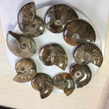 D155(10pcs a lots) Natural Fossil Ammonite Stone Healing Minerals rock collection gifts
D155(10pcs a lots) Natural Fossil Ammonite Stone Healing Minerals rock collection gifts