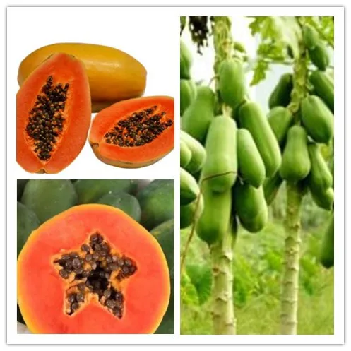 30 Pcs/Bag Papaya Bonsai Organic Heirloom Vegetable Fruit plant Bonsai Tree Red heart papaya Edible Plant For Home Garden
30 Pcs/Bag Papaya Bonsai Organic Heirloom Vegetable Fruit plant Bonsai Tree Red heart papaya Edible Plant For Home Garden