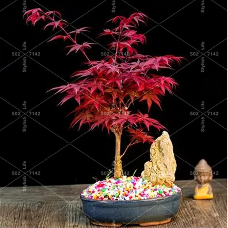 50 Pcs/Pack New Arrival! Mini Red Japanese Maple Beautiful Plant Tree flores Bonsai Garden Decor DIY Plant Home
50 Pcs/Pack New Arrival! Mini Red Japanese Maple Beautiful Plant Tree flores Bonsai Garden Decor DIY Plant Home