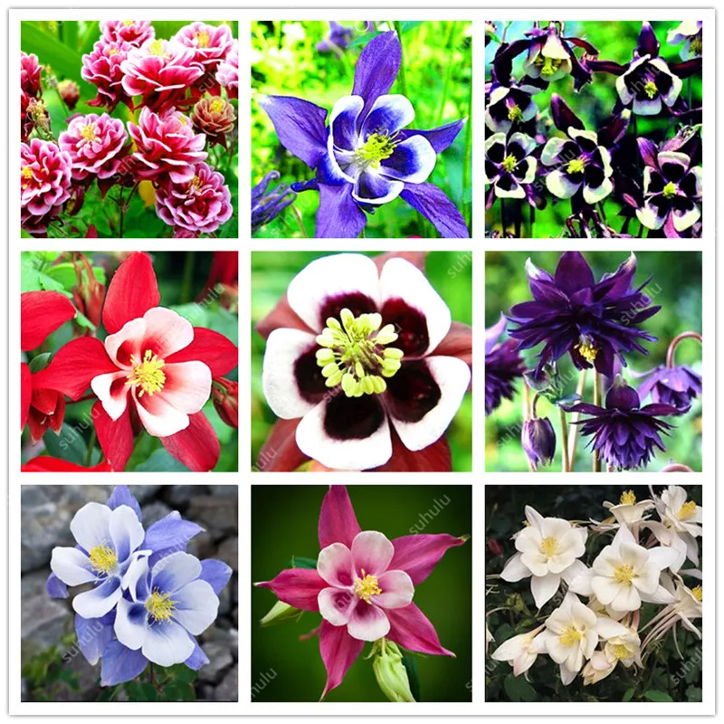 Big sale! 100 pcs Aquilegia Potted Flowers Double Aquilegia bonsai Balcony Bonsai Plant For Garden & Home Four Seasons planting
Big sale! 100 pcs Aquilegia Potted Flowers Double Aquilegia bonsai Balcony Bonsai Plant For Garden & Home Four Seasons planting