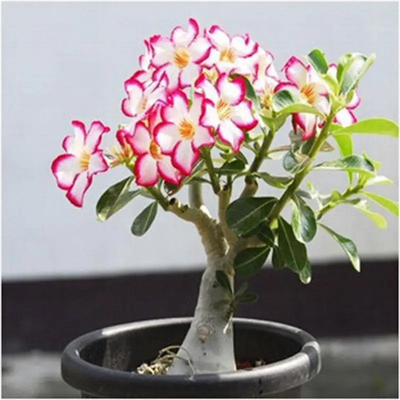 2 Pcs True Desert Rose Plantas Bonsai Potted Flowers Adenium Bonsai Exotic Multi-Color Succulent Flower Tree Garden Decoration
2 Pcs True Desert Rose Plantas Bonsai Potted Flowers Adenium Bonsai Exotic Multi-Color Succulent Flower Tree Garden Decoration