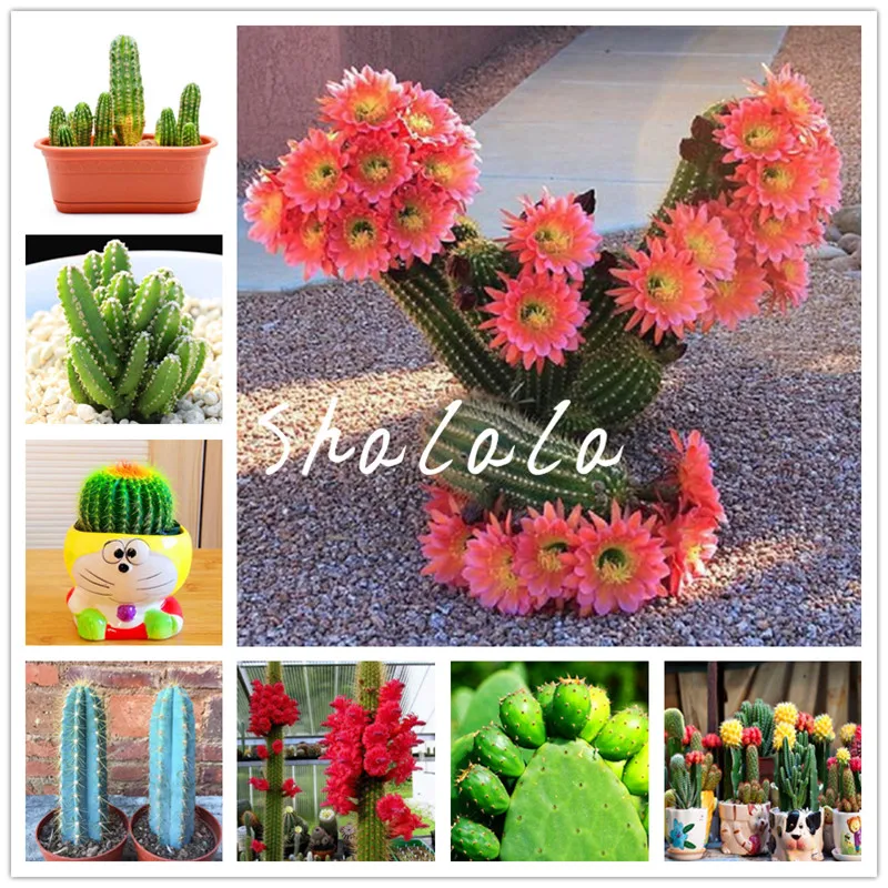 Hot sale! 100 Pcs Succulent Cactus Rebutia Variety Flowering Color Cacti Rare Cactus Bonsai Office Mini Plant Succulent Plant
Hot sale! 100 Pcs Succulent Cactus Rebutia Variety Flowering Color Cacti Rare Cactus Bonsai Office Mini Plant Succulent Plant