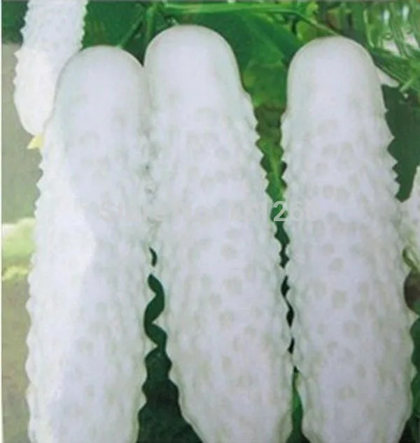 100 pcs/bag White Cucumber Cuke plants Green Vegetable bonsai plant for home garden
100 pcs/bag White Cucumber Cuke plants Green Vegetable bonsai plant for home garden