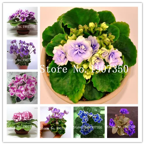 100 Pcs New Arrival Violet Purple Grape Hyacinth flower bonsai garden decoration potted plant flores light up your garden
100 Pcs New Arrival Violet Purple Grape Hyacinth flower bonsai garden decoration potted plant flores light up your garden