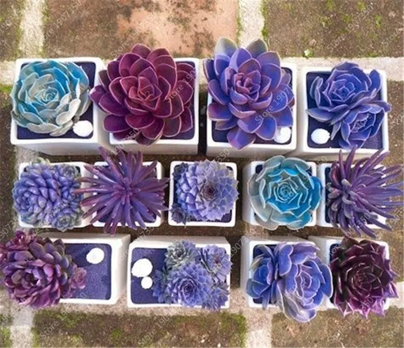 Rare Beauty Mini Succulent Bonsai Potted Flower Bonsai For Home Garden Easy Grow Lithops Pseudotruncatella Bonsai Plants 100 Pcs
Rare Beauty Mini Succulent Bonsai Potted Flower Bonsai For Home Garden Easy Grow Lithops Pseudotruncatella Bonsai Plants 100 Pcs