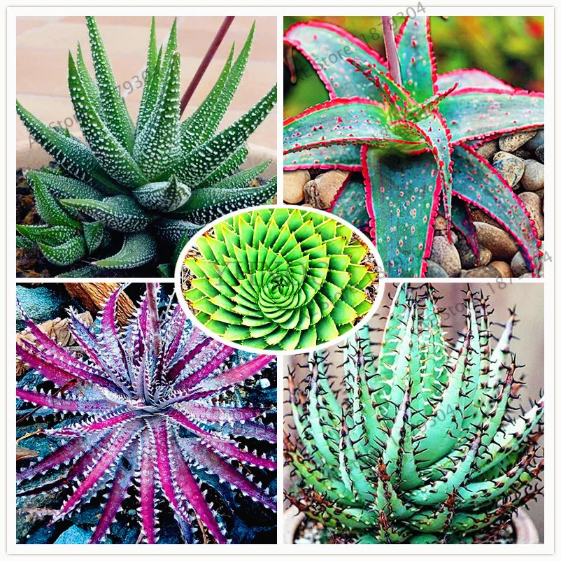 100pcs/bag Big sale!Aloe vera flores,Ornamental, edible, medicinaland Beauty cosmetic bonsai plants for home and garden DIY
100pcs/bag Big sale!Aloe vera flores,Ornamental, edible, medicinaland Beauty cosmetic bonsai plants for home and garden DIY