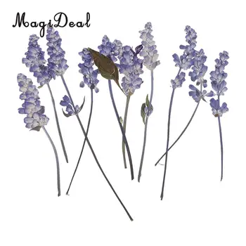 MagiDeal 10pcs Beautiful Pressed Sage Flower Dried Flowers for Art Craft Scrapbooking Epoxy Resin Jewelry Making DIY Decorations
MagiDeal 10pcs Beautiful Pressed Sage Flower Dried Flowers for Art Craft Scrapbooking Epoxy Resin Jewelry Making DIY Decorations