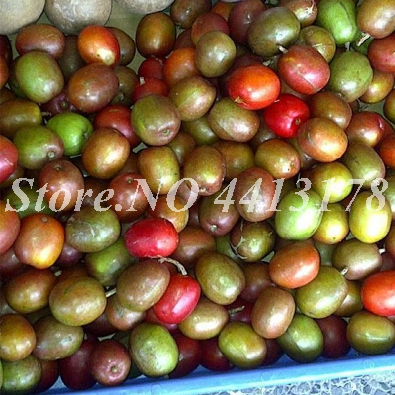 50 pcs/ bag Rare Schisandra Chinensis Chinese Outdoor Herb Fruit Potted Nutrition Vegetable Vine DIY Home Garden Bonsai
50 pcs/ bag Rare Schisandra Chinensis Chinese Outdoor Herb Fruit Potted Nutrition Vegetable Vine DIY Home Garden Bonsai