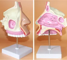 ENT medical nasal anatomical model muzzle nose cavity structure human model with number Marks and base free shipping
ENT medical nasal anatomical model muzzle nose cavity structure human model with number Marks and base free shipping