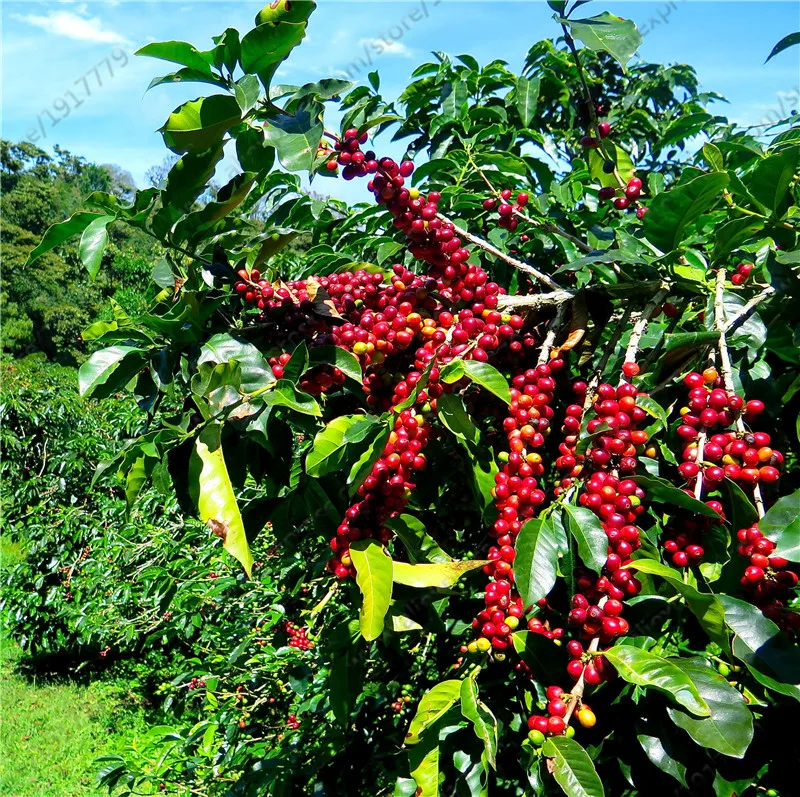 beans-on-tree_