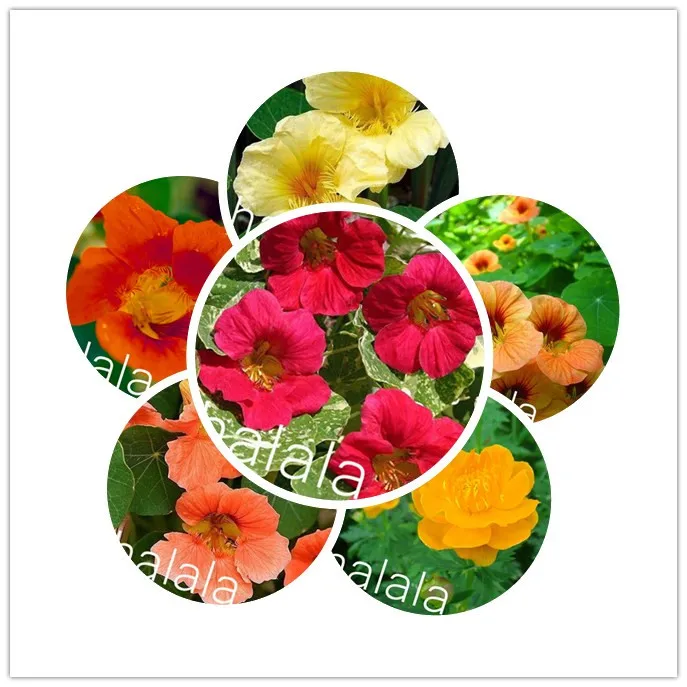 New 2019 100pcs/Bag Fresh Tropaeolum majus Nasturtium bonsai blooming aromatic Planting flower semillas
New 2019 100pcs/Bag Fresh Tropaeolum majus Nasturtium bonsai blooming aromatic Planting flower semillas