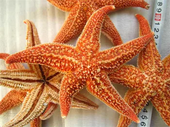 2PCS/Lot 16CM Natural Starfish Natural Thorns Sea Starfish Dried Specimens Beidaihe Shell Mediterranean Style Wedding Decoration
2PCS/Lot 16CM Natural Starfish Natural Thorns Sea Starfish Dried Specimens Beidaihe Shell Mediterranean Style Wedding Decoration