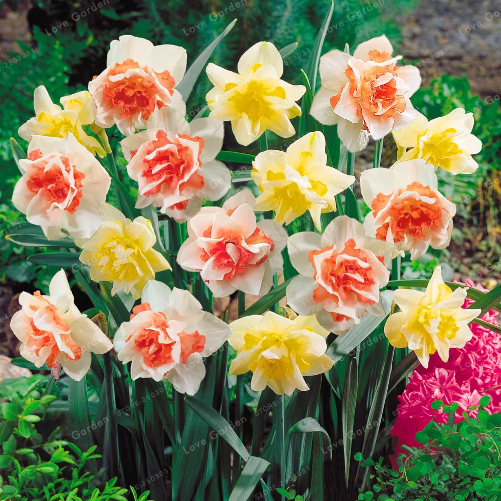 100 Pcs Narcissus Flower Daffodil plant Bonsai Plants Double Petals Absorption Radiation Potted DIY Home Garden Plant
100 Pcs Narcissus Flower Daffodil plant Bonsai Plants Double Petals Absorption Radiation Potted DIY Home Garden Plant