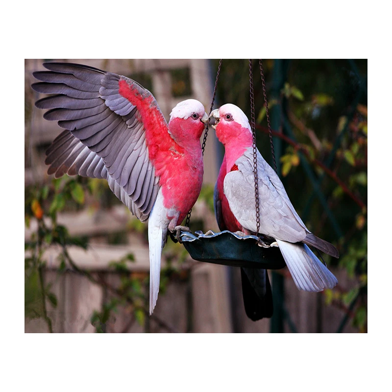 DIY 5D Diamond Painting Animals parrots Resin circular drill Embroidery sale Cross Stitch Mosaic Rhinestone decoration paint LK1
DIY 5D Diamond Painting Animals parrots Resin circular drill Embroidery sale Cross Stitch Mosaic Rhinestone decoration paint LK1