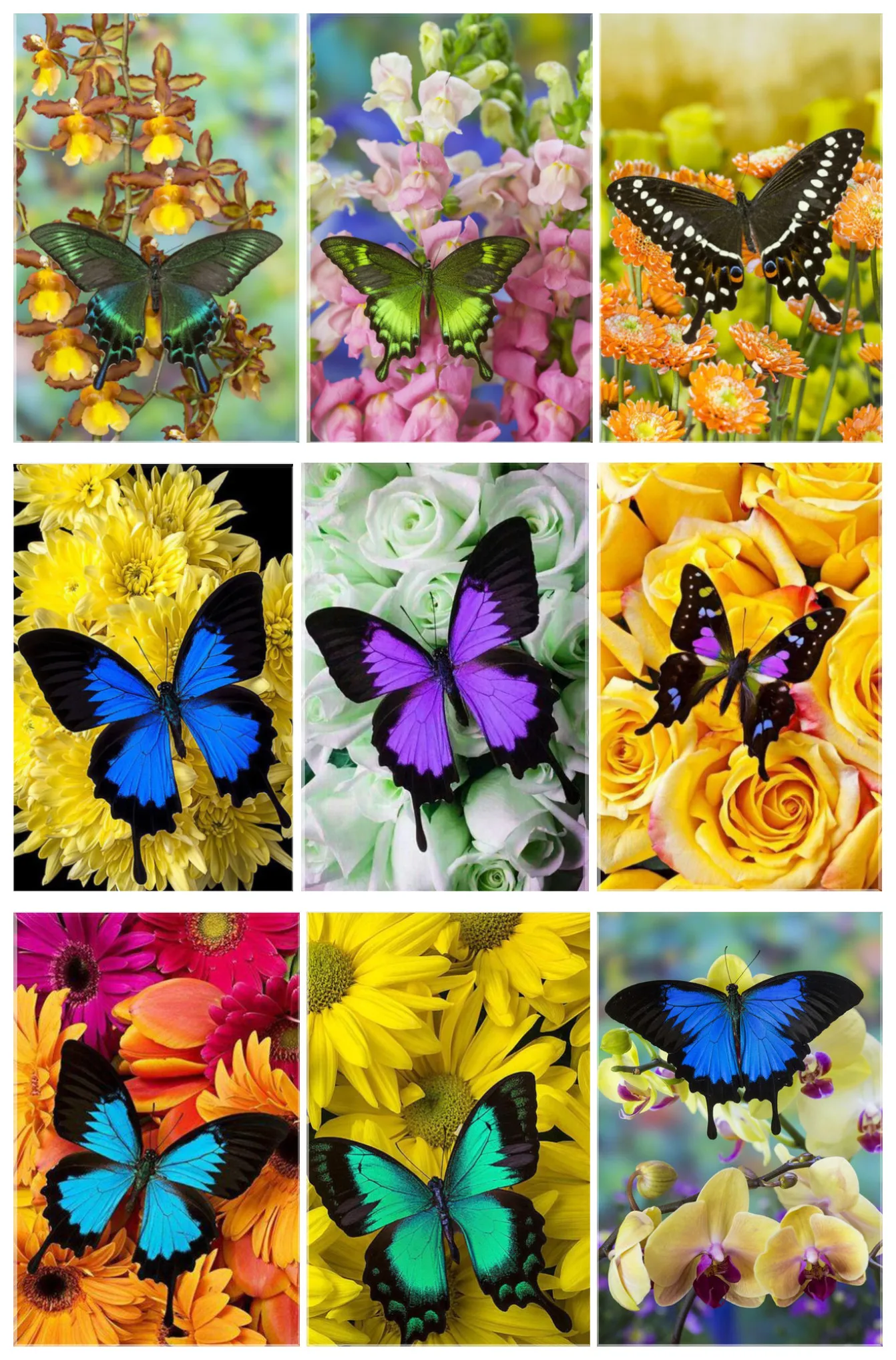 5d Diy Diamond Painting Flowers Butterfly Cross Stitch Diamond Embroidery Diamond Mosaic Paintings Home Decor Christmas Gift
5d Diy Diamond Painting Flowers Butterfly Cross Stitch Diamond Embroidery Diamond Mosaic Paintings Home Decor Christmas Gift