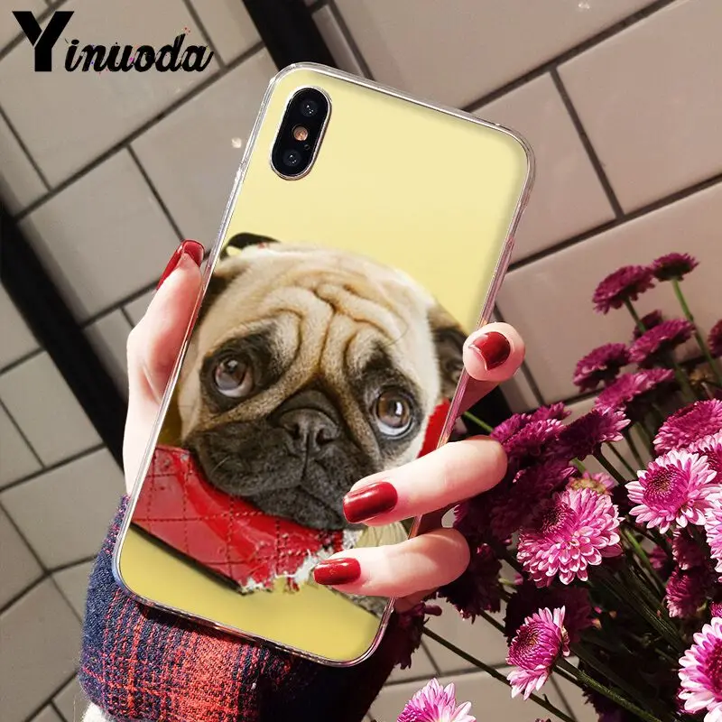 Cute pug dog