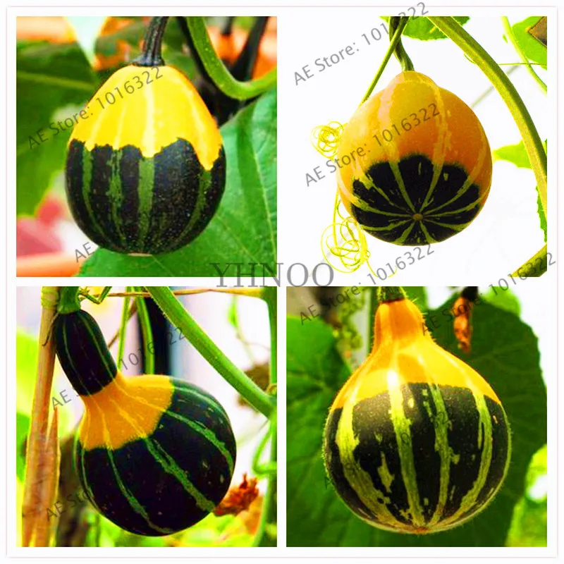 30 pcs pumpkin flores RARE chinese rainbow bulb vegetable plantas,exotic bonsai,herb mini bonsai planter home garden
30 pcs pumpkin flores RARE chinese rainbow bulb vegetable plantas,exotic bonsai,herb mini bonsai planter home garden