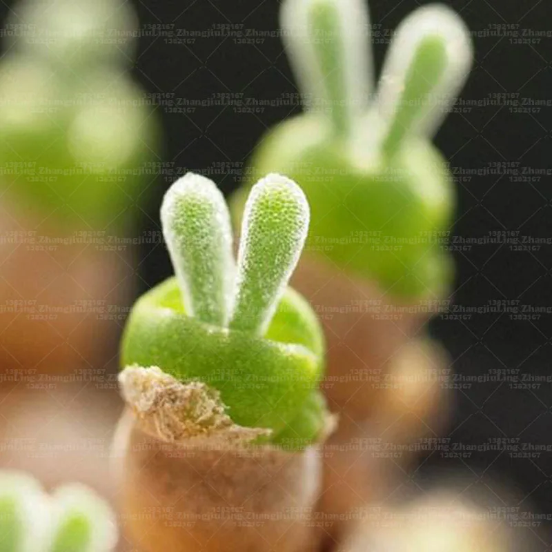 100 pcs/pack succulents bonsai plant rabbit shape Monilaria obconica bunny plant
100 pcs/pack succulents bonsai plant rabbit shape Monilaria obconica bunny plant