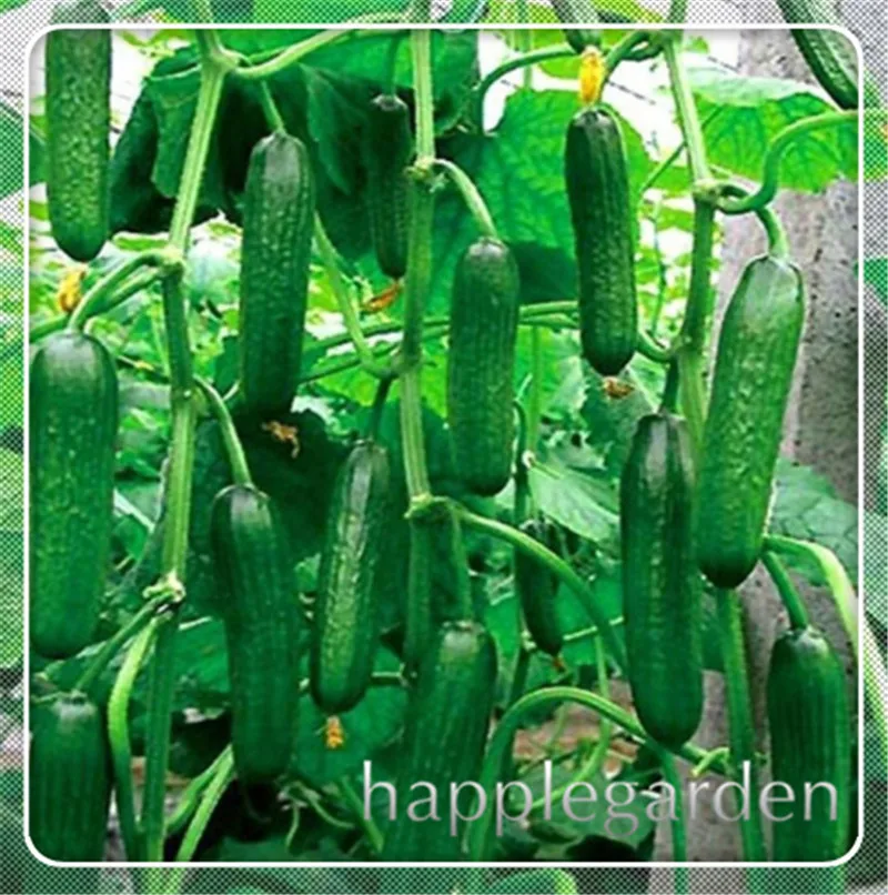 Hot Sale!100pcs Mini Sweet Taste Cucumber Bonsai of Perennial organic Bonsai Flowers for Home Food Most Popular Vegetables plant
Hot Sale!100pcs Mini Sweet Taste Cucumber Bonsai of Perennial organic Bonsai Flowers for Home Food Most Popular Vegetables plant