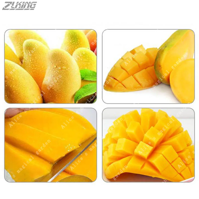 ZLKING 2pcs Yellow Mango Giant Authentic Delicious Fruit Juice Tree Bonsai Sweet Easy Grow Tropical Fruit Tree Garden
ZLKING 2pcs Yellow Mango Giant Authentic Delicious Fruit Juice Tree Bonsai Sweet Easy Grow Tropical Fruit Tree Garden