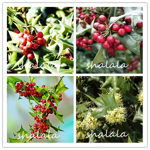 Holly bonsai unarmed bone structure plant holly trees birds radiation protection plant easy care interest plant 200g / Pack
Holly bonsai unarmed bone structure plant holly trees birds radiation protection plant easy care interest plant 200g / Pack