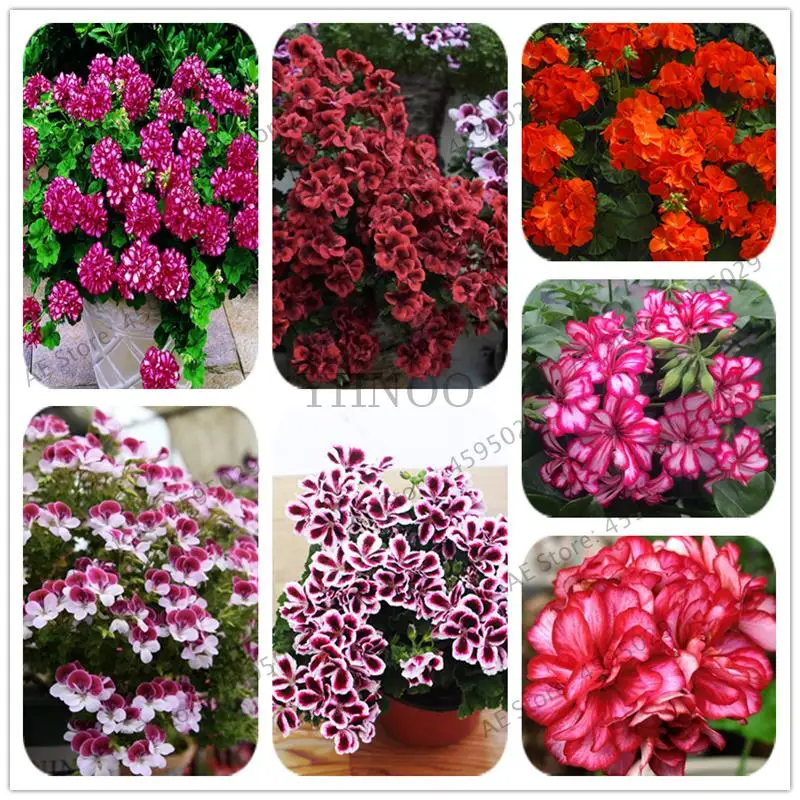 100Pcs Rare True Geranium bonsai Mixed Color Flower Potted Balcony Planting Seasons Pelargonium Potted bonsai For Indoor garden
100Pcs Rare True Geranium bonsai Mixed Color Flower Potted Balcony Planting Seasons Pelargonium Potted bonsai For Indoor garden