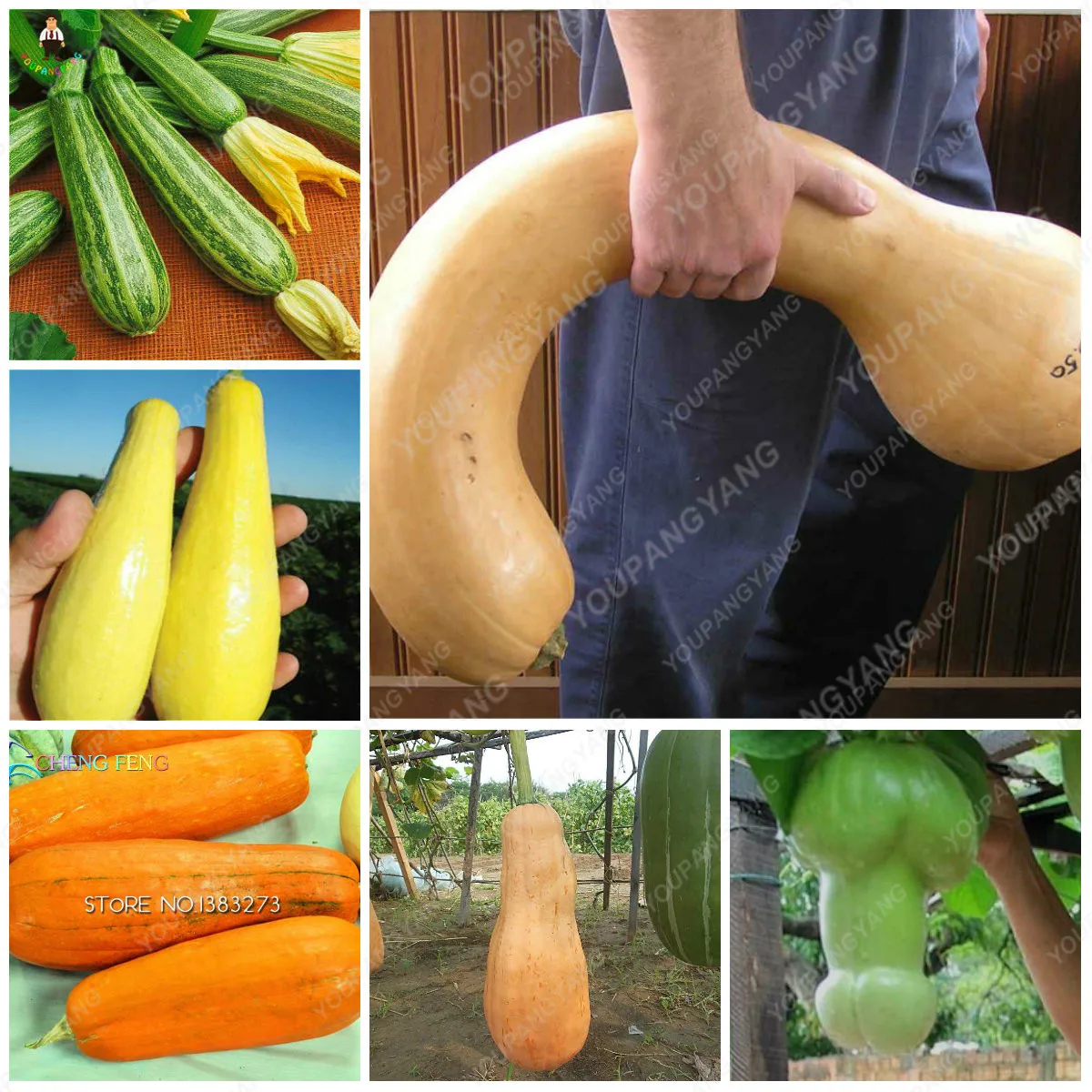 20pcs Giant pumpkin bonsai vegetable plants large super giant and long pumpkin flores for home and garden decoration
20pcs Giant pumpkin bonsai vegetable plants large super giant and long pumpkin flores for home and garden decoration