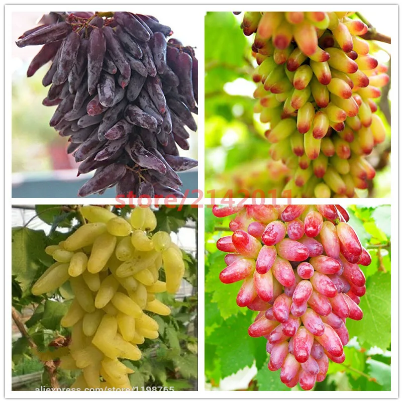 50 pcs/bag Rare finger grape plants,Advanced fruit Natural growth grapes Delicious bonsai potted plants for home garden
50 pcs/bag Rare finger grape plants,Advanced fruit Natural growth grapes Delicious bonsai potted plants for home garden