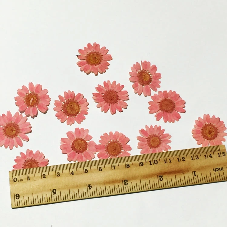 Natural Dried Pressed Flower 12pcs DIY Handmade Candle Decorative Plant Specimens Real Natural Bouquet Flowers Bookmark
Natural Dried Pressed Flower 12pcs DIY Handmade Candle Decorative Plant Specimens Real Natural Bouquet Flowers Bookmark