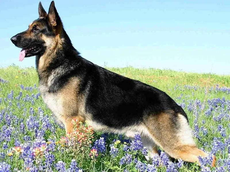 German Shepherd Diamond Mosaic Diamond Embroidery Painting Cross Stitch Sale DIY 3D Pattern Rhinestone Wall Sticker Craft
German Shepherd Diamond Mosaic Diamond Embroidery Painting Cross Stitch Sale DIY 3D Pattern Rhinestone Wall Sticker Craft