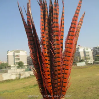 100pcs beautiful orange mountain tail feather length 50-55 cm 20-22 inch DIY wedding celebration jewelry decorative feathers
100pcs beautiful orange mountain tail feather length 50-55 cm 20-22 inch DIY wedding celebration jewelry decorative feathers