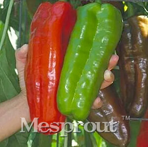 Giant Pepper Bonsai Marconi Peppers DIY Home Garden Vegetable Plant 100 Particles / lot
Giant Pepper Bonsai Marconi Peppers DIY Home Garden Vegetable Plant 100 Particles / lot