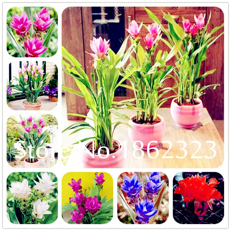 Hot sales! 100 Pcs Colorful New Curcuma Bonsai Flower Plants Rarest Fresh Bonsai Plants Garden Medicinal Herb Plants
Hot sales! 100 Pcs Colorful New Curcuma Bonsai Flower Plants Rarest Fresh Bonsai Plants Garden Medicinal Herb Plants