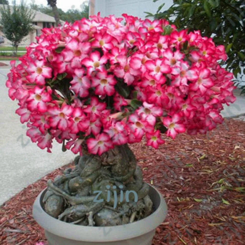 2pcs Genuine Desert Rose Plantas rare Adenium Obesum flower Plants Flower Bonsai floresling Air Purification for Home Garden
2pcs Genuine Desert Rose Plantas rare Adenium Obesum flower Plants Flower Bonsai floresling Air Purification for Home Garden