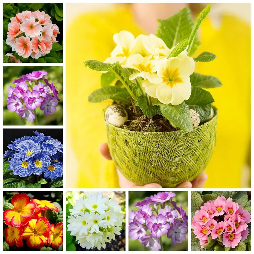 Primula Acaulis Bonsai 100%True Europe Primrose Rare Bonsai Flower For Home Garden Indoor Bonsai Plants 100 Pcs/Bag
Primula Acaulis Bonsai 100%True Europe Primrose Rare Bonsai Flower For Home Garden Indoor Bonsai Plants 100 Pcs/Bag