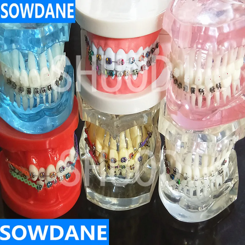 Dental Oral Care Tooth Teeth Model Dental Orthodontic Model for Patient Communication Dentist Study Model
Dental Oral Care Tooth Teeth Model Dental Orthodontic Model for Patient Communication Dentist Study Model