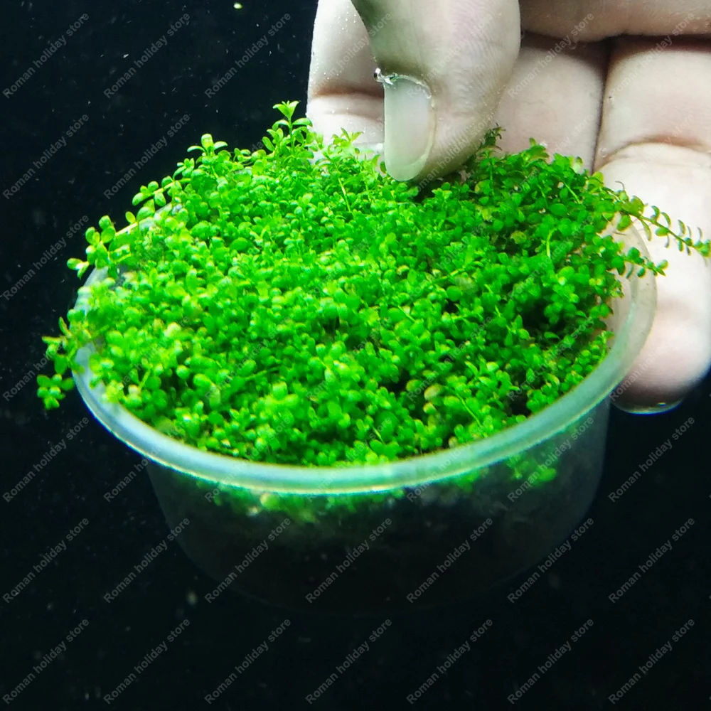 500 Pcs Green Grass Aquarium Bonsai Plants Fish Tank Decoration Easy Grow Double Sided Landscape Ornamental Bonsai
500 Pcs Green Grass Aquarium Bonsai Plants Fish Tank Decoration Easy Grow Double Sided Landscape Ornamental Bonsai