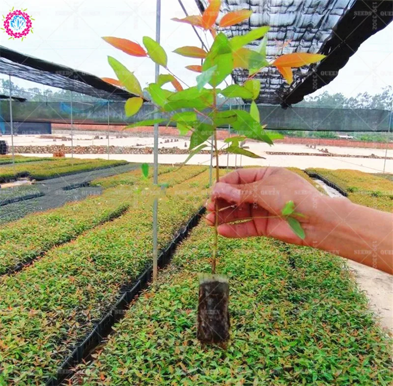100pcs-Garden-Supplies-Environmental-Protection-Nursery-Pots-Seedling-Raising-Bags-7-9cm8-10cm-9-10cm-Fabrics (4)