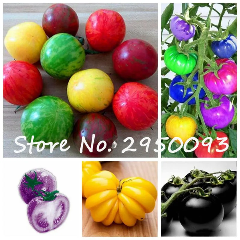 

300 pcs/bag Rainbow Tomato Bonsai, Rare Tomato Plant, Imported Organic Vegetable & Fruit Bonsai,Potted Plant for Home & Garden