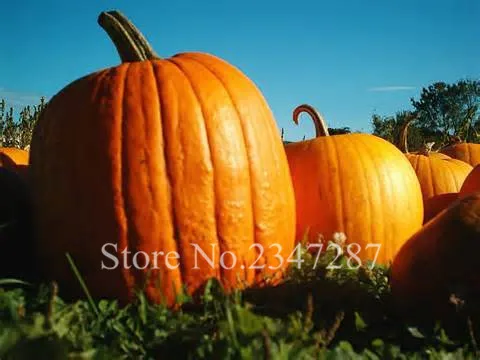 20 Pcs Super Big Pumpkin Bonsais Vegetable gian Pumkin Sementes for Home gGarden Planting Free Shipping
20 Pcs Super Big Pumpkin Bonsais Vegetable gian Pumkin Sementes for Home gGarden Planting Free Shipping