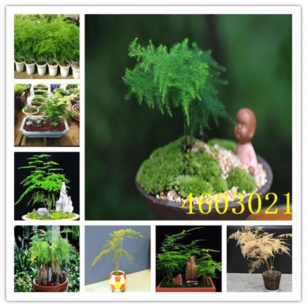 50PCS Asparagus Fern (Asparagus Setaceus)--Small Bamboo Bonsai Setose Asparagus Plants ,Clean the air potted
50PCS Asparagus Fern (Asparagus Setaceus)--Small Bamboo Bonsai Setose Asparagus Plants ,Clean the air potted