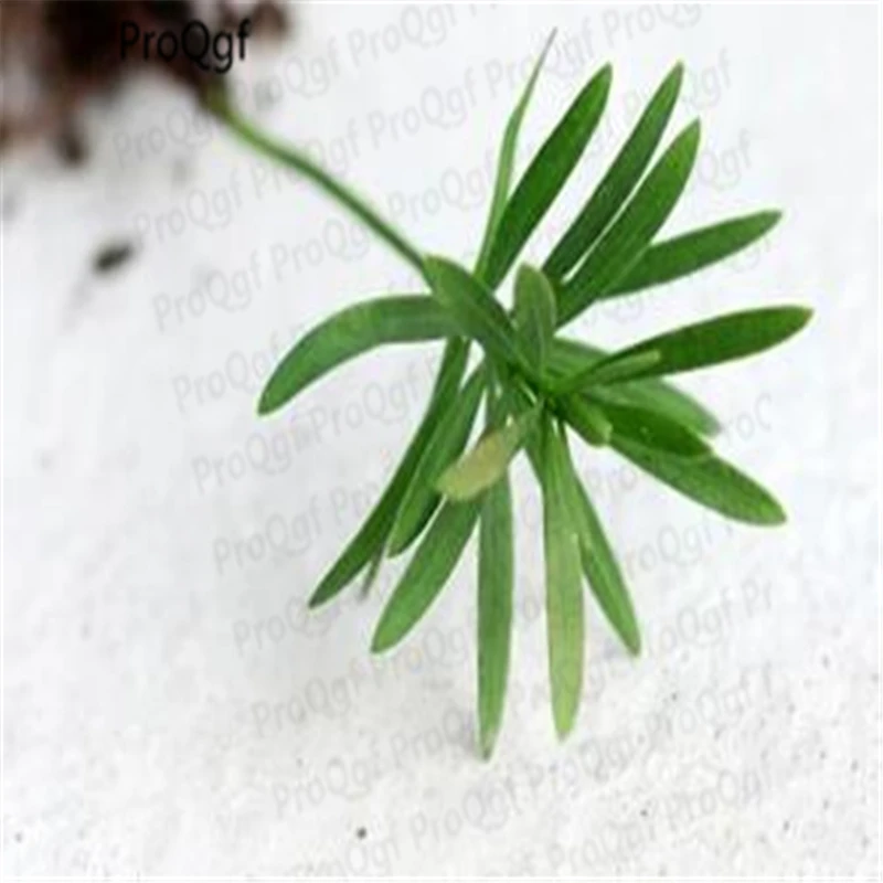 ProQgf 20Pcs A Set Podocarpus macrophyllus Mini Plant