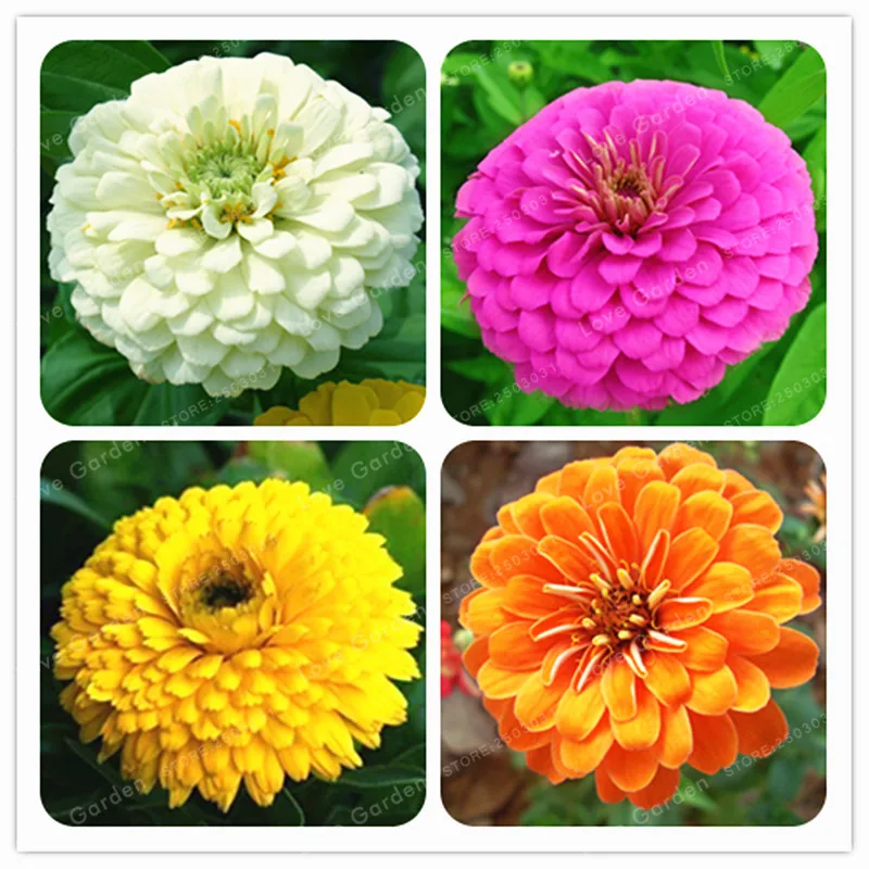 100 Pcs Flower Calendula Officinalis Bonsai Garden Bonsai Flower Bonsai Easy Grow Calendula For Home Garden Potted plant
100 Pcs Flower Calendula Officinalis Bonsai Garden Bonsai Flower Bonsai Easy Grow Calendula For Home Garden Potted plant