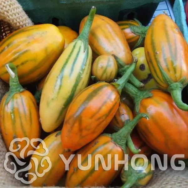 Mini Solanum Melongena Peipujinun 50pcs/bag vegetable Bonsai indoor plant Thumb Solanum Melongena Bonsai Vegetable organic
Mini Solanum Melongena Peipujinun 50pcs/bag vegetable Bonsai indoor plant Thumb Solanum Melongena Bonsai Vegetable organic