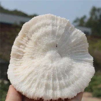 2pcs Natural Sea Coral Shell Conch Crystal Function Mushroom Coral Fish Tank Aquarium Landscape Decoration Micro-landscape
2pcs Natural Sea Coral Shell Conch Crystal Function Mushroom Coral Fish Tank Aquarium Landscape Decoration Micro-landscape