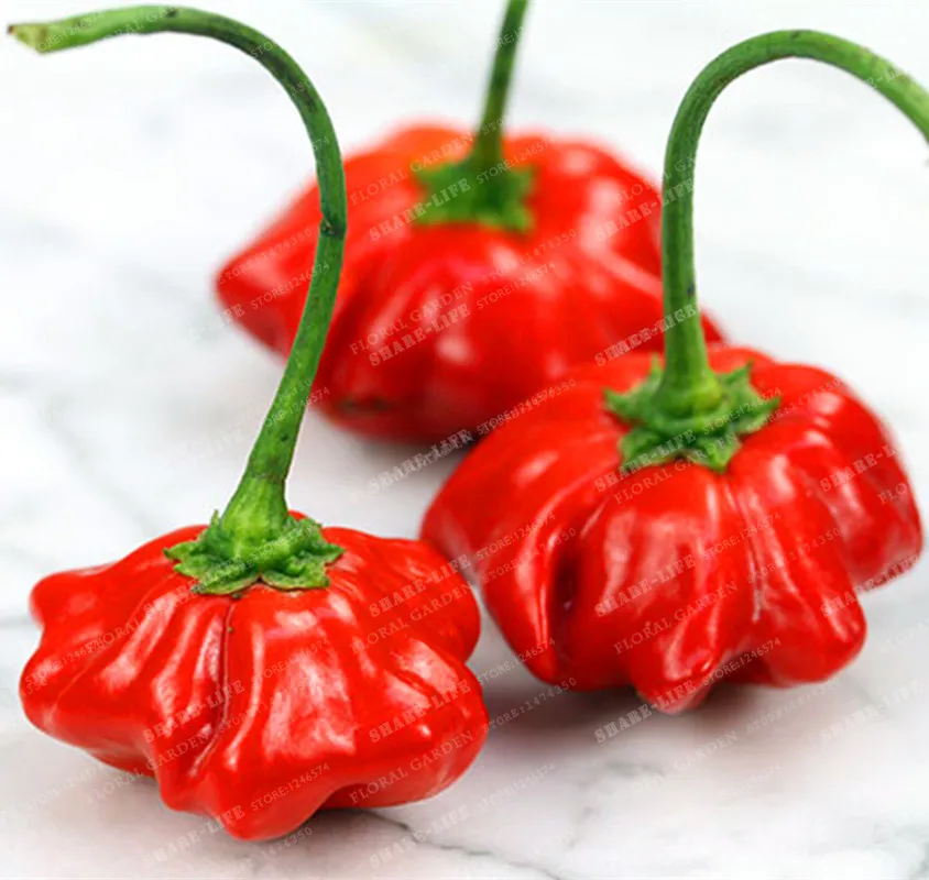 100 PCS Campanula Pepper bonsai Giant Marconi Hybrid Sweet Pepper Rare100% True Giant DIY Home Garden Vegetable Plant
100 PCS Campanula Pepper bonsai Giant Marconi Hybrid Sweet Pepper Rare100% True Giant DIY Home Garden Vegetable Plant
